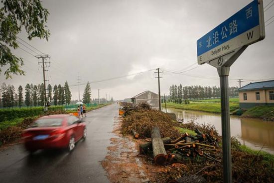 上海市崇明县北沿公路上,一辆车驶过被砍伐的树木。澎湃新闻见习记者 杨博 上海市崇明县北沿公路上,一辆车驶过被砍伐的树木。澎湃新闻见习记者 杨博