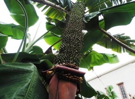越南现超级香蕉树一穗果实长出202扇香蕉（图）