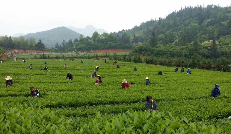 “黑茶之都”依托互联网升级安化黑茶产业，湖南省委副书记点赞